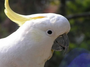 research:topics:image-based_3d_reconstruction:cockatoo.png