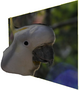 research:topics:image-based_3d_reconstruction:cockatoo_recon.png