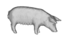 research:topics:image-based_3d_reconstruction:pig_2.png